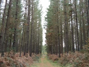 La Xunta selecciona seis bosques de Pinus radiata para producir planta de calidad
