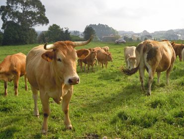 Los costes de alimentación de las granjas gallegas de vacuno de carne varían de los 2 a los 5 euros por kilo producido