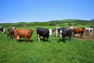 Cursos en Monforte de producción de carne y manejo del ganado en pastoreo