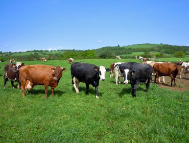 La producción de leche ecológica bajó un 15% en Galicia y en España el año pasado