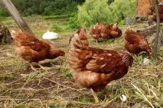 Camper, la gama de piensos de Nanta para la avicultura y la cunicultura, estrena nueva imagen