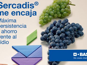 Sercadis®, el antioídio más persistente, llega al cultivo vitivinícola de la mano de BASF