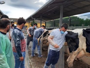 Cursos de formación en Becerreá sobre reproducción en el ganado vacuno