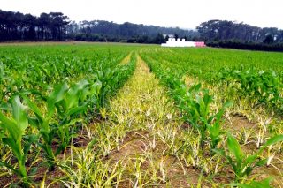 Consejos para una correcta utilización de los herbicidas de post-emergencia en maíz