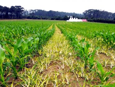 Consejos para una correcta utilización de los herbicidas de post-emergencia en maíz