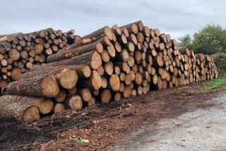 La Xunta pone a la venta 30 lotes de madera en la provincia de Ourense