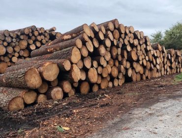 Adjudican 19 lotes de madera por cerca de 640.000 euros en la última subasta pública, en A Coruña
