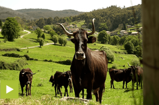 ‘O Agro’, manejo de una ganadería extensiva en Cerdedo-Cotobade