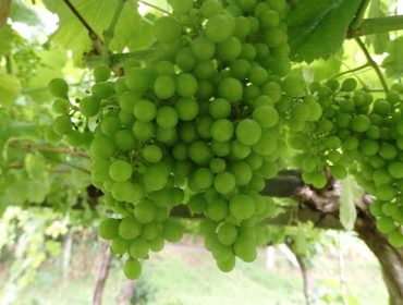 Cuidados del viñedo: Alto riesgo de mildio en todas las comarcas