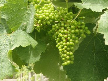 Buen desarrollo de los racimos en los viñedos gallegos