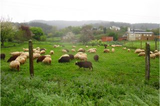 Lista de las ganaderías beneficiadas por las ayudas de la Diputación de Lugo para el fomento del pastoreo