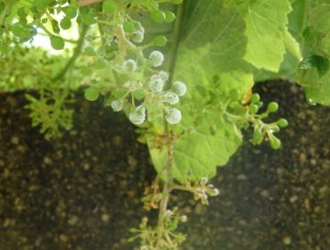 Recomiendan mejorar la aireación de las viñas para reducir el riesgo de mildiu