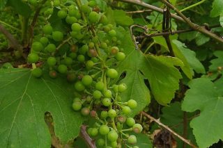 Alto riesgo de daños por mildiu y primeros síntomas de ataques de oídio y black rot en los viñedos