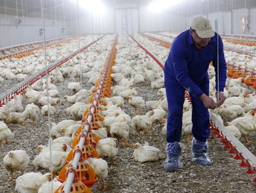 Los productores de pollo acumulan pérdidas de más de 32 millones de euros