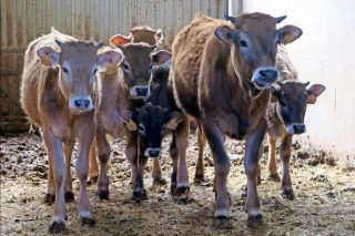 La Xunta apoyará a las ganaderías de vacuno de leche y de carne con préstamos en condiciones ventajosas