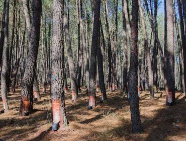 Curso de gestión integral de pinos en Monforte