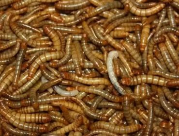 ¿Pasarán a ser los insectos parte de la alimentación en las granjas?