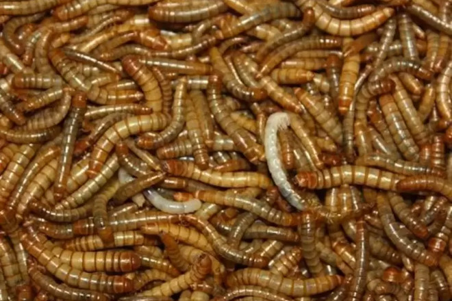 ¿Pasarán a ser los insectos parte de la alimentación en las granjas?