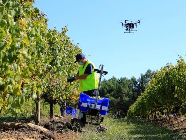 Robots 4.0 en viñedos gallegos para facilitar la vendimia