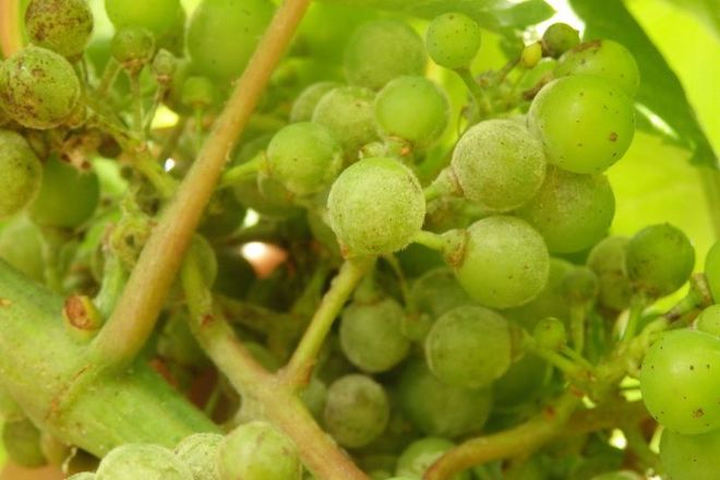 Recomiendan mantener controlada la vegetación de las viñas para reducir el riesgo de mildiu y oídio