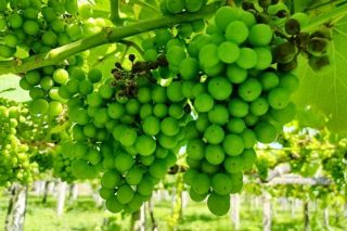 La previsión de altas temperaturas da un respiro sanitario en los viñedos