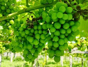 La previsión de altas temperaturas da un respiro sanitario en los viñedos