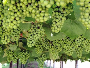 La DO. Rías Baixas prevé otra vendimia histórica: 41 millones de kilos de uva