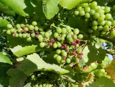 Bajo riesgo sanitario en los viñedos
