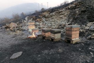 Ayudas para la recuperación de sotos de castaños y explotaciones apicolas afectadas por los incendios de 2023