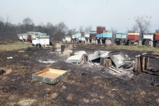 Lista de las 128 explotaciones apícolas que recibirán ayudas de la Xunta por los daños de los incendios forestales