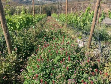 Ayudas por ecoesquemas a las que se podrán acoger viticultores y bodegas a partir del 2023