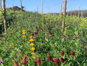 Cubiertas vegetales: Una “revolución” en las viñas