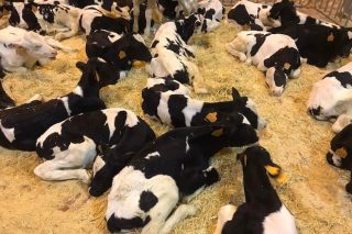 Sin cambios en los precios del ganado en el Mercado de Amio ni en Ternera Gallega