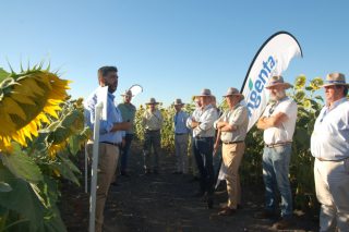 Syngenta lanza su nueva tecnología AIR que aporta mayor seguridad y flexibilidad al cultivo de girasol