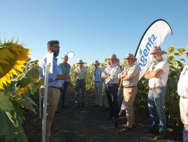 Syngenta lanza su nueva tecnología AIR que aporta mayor seguridad y flexibilidad al cultivo de girasol