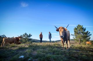Pinzás: un rebaño de 60 vacas vianesas para pacer el monte y mantener a raya los incendios