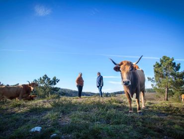 Pinzás: un rebaño de 60 vacas vianesas para pacer el monte y mantener a raya los incendios