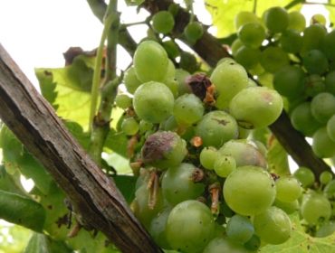 El adelanto de la vendimia limita el uso de fitosanitarios químicos en el viñedo