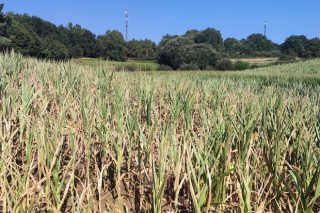La sequía deja serias pérdidas en el maíz que ya no resolverán las inminentes lluvias