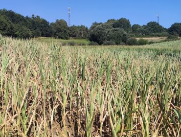 La sequía deja serias pérdidas en el maíz que ya no resolverán las inminentes lluvias