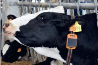 Ayudas para la monitorización completa de las ganaderías de leche y de carne