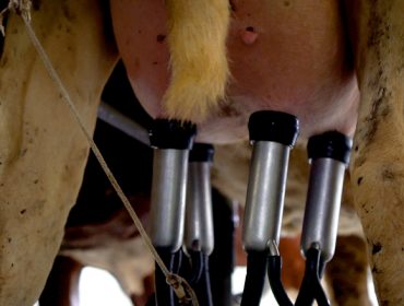 La Asociación Agraria de Galicia se manifiesta contra la bajada de los precios de la leche a los ganaderos