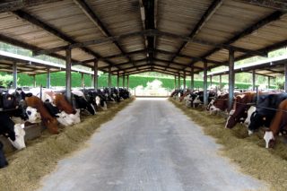 Visitas este jueves y viernes a ganaderías Procross en Galicia