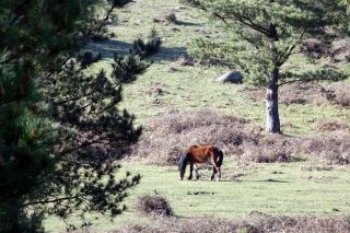 La iniciativa ‘O que non arde’ apoya el pastoreo en más de 300 hectáreas de monte vecinal