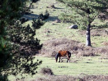 La iniciativa ‘O que non arde’ apoya el pastoreo en más de 300 hectáreas de monte vecinal