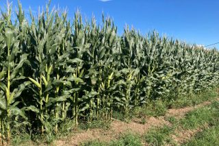 Se venden 30 hectáreas de maíz para ensilar en Val do Dubra