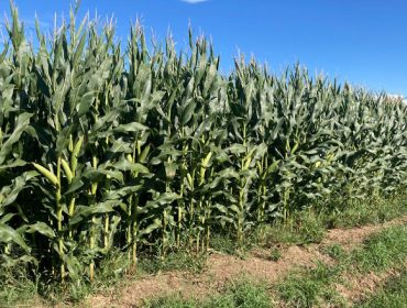 Se venden 30 hectáreas de maíz para ensilar en Val do Dubra