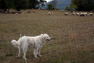 El problema común de convivir con el lobo: la experiencia de las granjas eslovenas