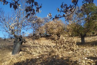 Los sotos afectados por el fuego en Valdeorras impactan en la economía de la castaña