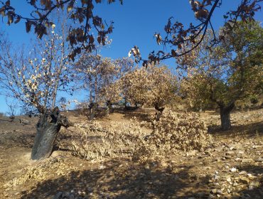 Los sotos afectados por el fuego en Valdeorras impactan en la economía de la castaña